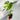 monstera thai