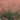 Muhlenbergia Undaunted® (Pink Muhle Grass- Ornamental)