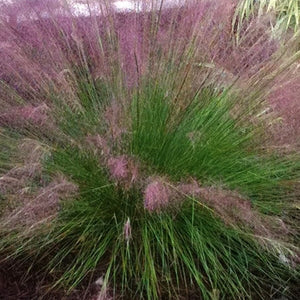 Muhly Grass ‘Fast Forward’