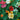 Nasturtium Whirlybird Mix