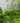 Native Urban Garden Chelsea Garden Center Residential Landscape Design