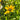 Rudbeckia 'Viette's Little Suzy' (Black-eyed Susans)