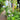 Agastache foeniculum (Anise Hyssop/ Hummingbird Mint) OVD