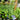 Agastache foeniculum (Anise Hyssop/ Hummingbird Mint) OVD