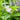 Mimulus ringens (Monkey Flower)