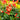 Spigelia marilandica 'Orange Slices' PRC