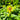 Rudbeckia 'Goldsturm' (Black-eyed Susan) PRC natives