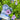 Ruellia humilis (Wild Petunia) CNT