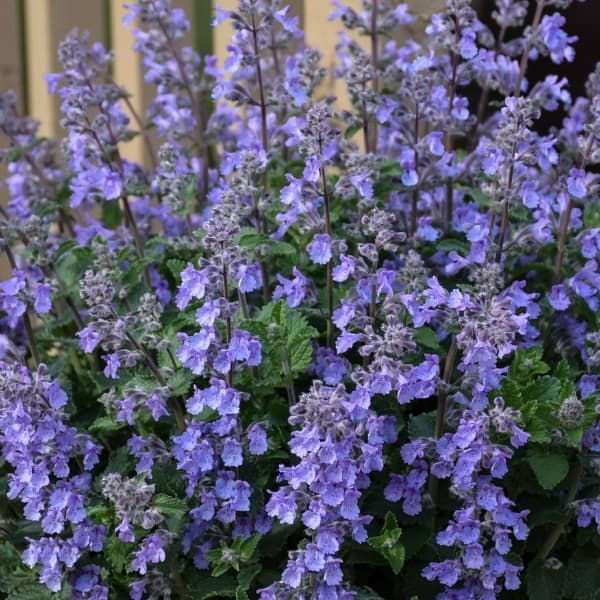 Nepeta Picture Perfect