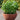 Basil 'Dolce Fresca'