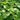 basil sweet genovese