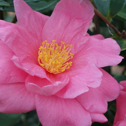 Camellia 'Winter's Joy'