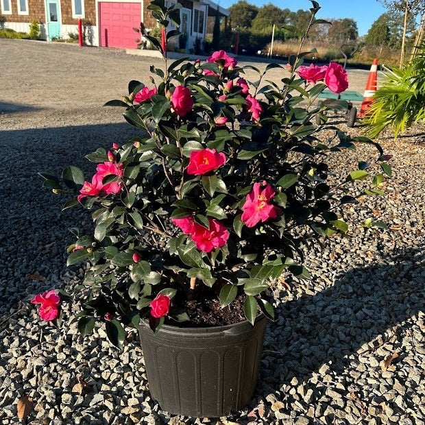 Camellia 'April Tryst'