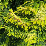 Golden Hinoki False Cypress (Crippsii)