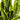 Sansevaria Laurentii (Snake Plant)