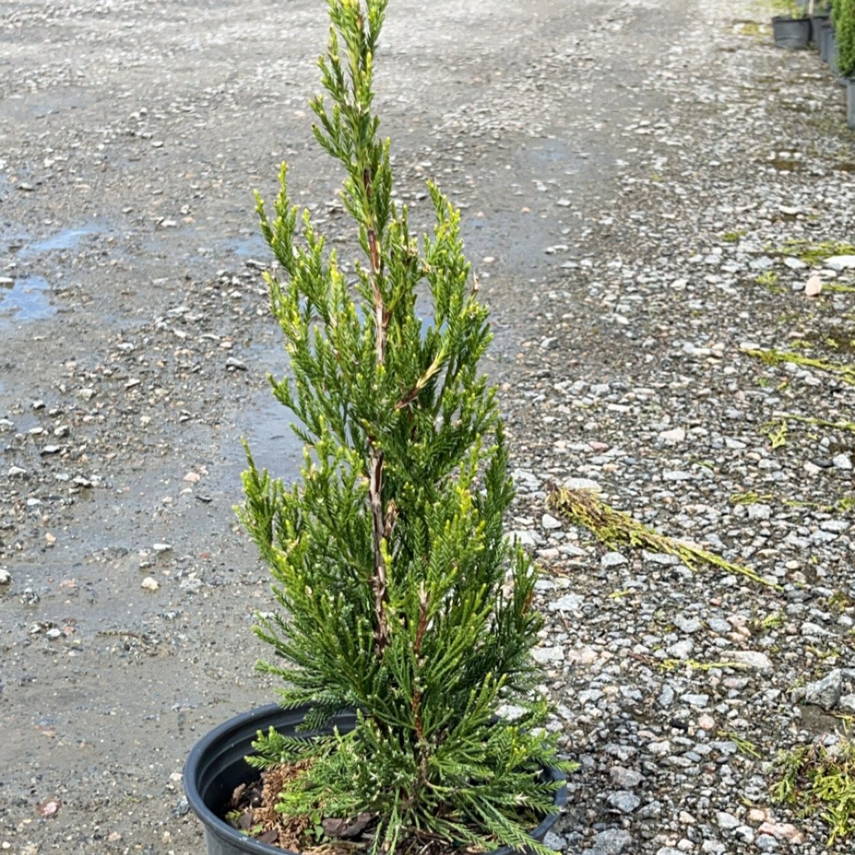 'Hetzi Column' Juniper