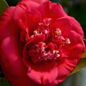 Camellia 'April Tryst'