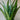 Sansevaria Zeylanica (Snake Plant)