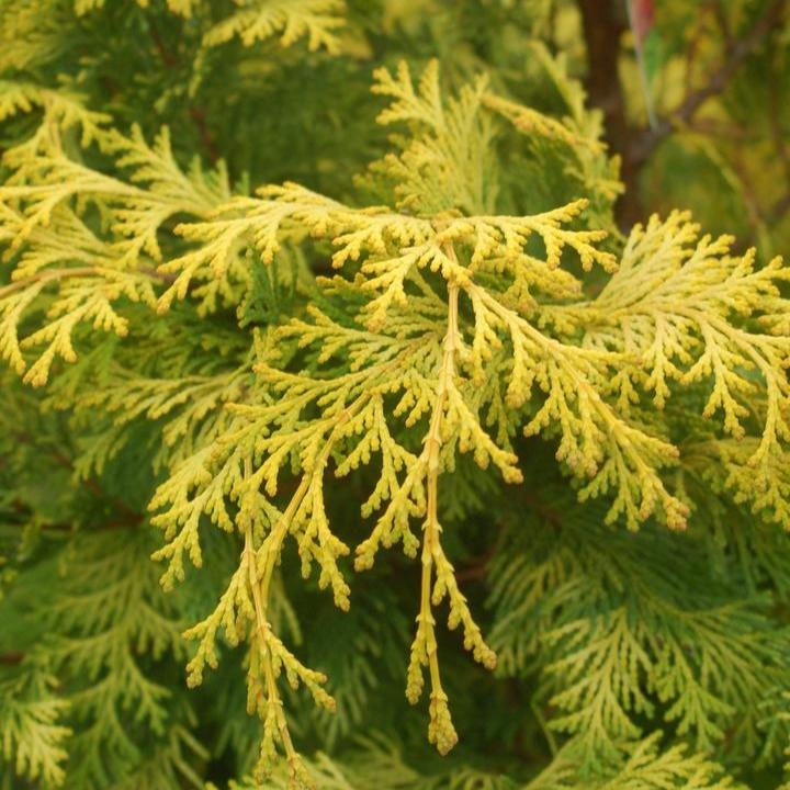 Golden Hinoki False Cypress (Crippsii)