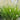 Ornamental Grass: Pennisetum 'Little Bunny' (Dwarf Fountain) OVD