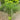 Miscanthus WorryFree® 'Scout™' (Ornamental Grass)