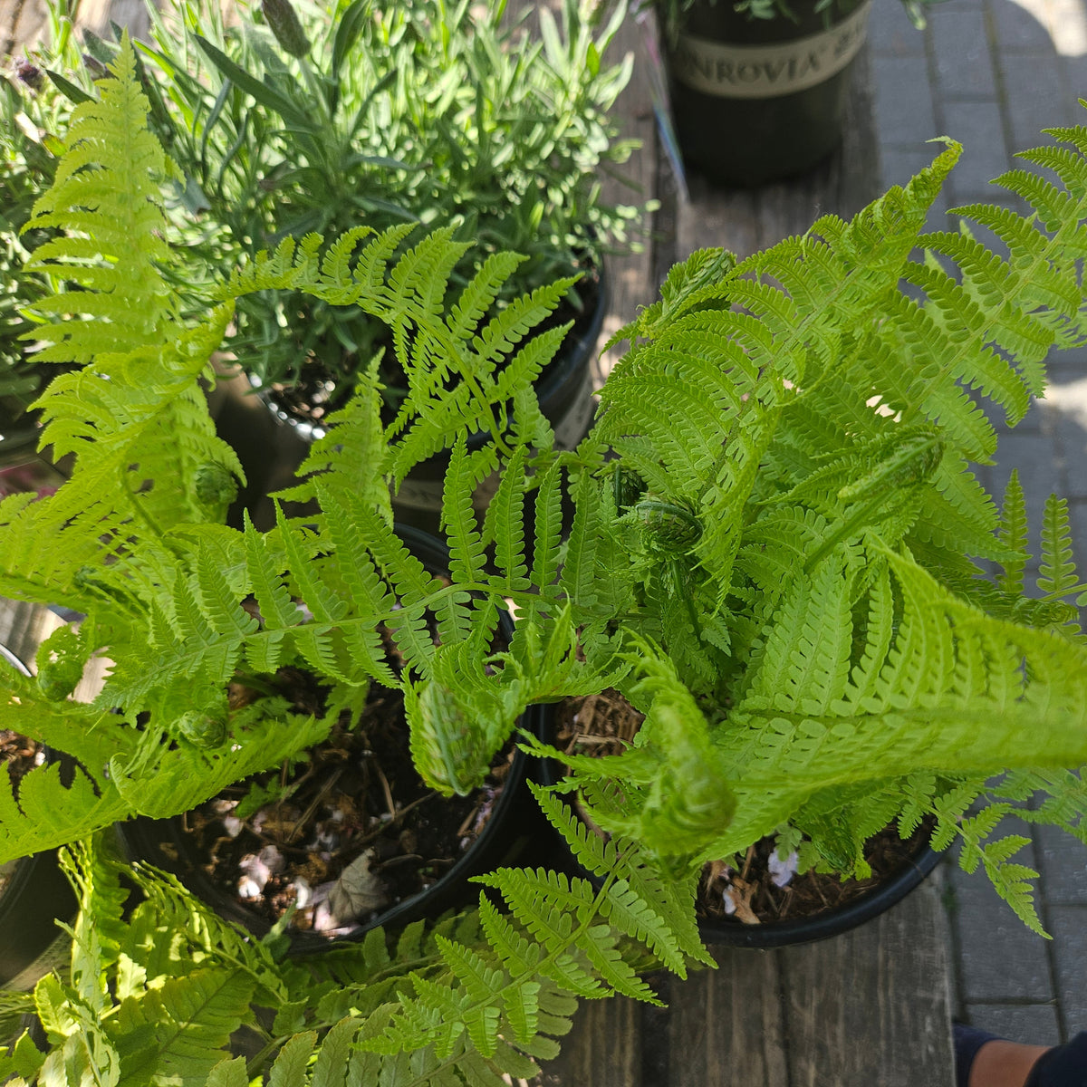 Ostrich Fern