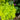 Aralia cordata 'Sun King' (Golden Japanese Spikenard)