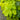 Aralia cordata 'Sun King' (Golden Japanese Spikenard)