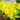 Berberis WorryFree® 'Lemon Glow' (Hybrid Japanese Barberry)
