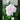 Hydrangea macrophylla Endless Summer® 'Blushing Bride' (Mophead Hydrangea)
