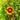 Coreopsis UpTick™ 'Gold Bronze'
