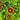 Coreopsis UpTick™ Red