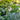Hosta Shadowland® 'Diamond Lake'