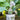 Hosta Shadowland® 'Diamond Lake'
