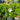 Hydrangea paniculata 'Bobo'® (Panicle Hydrangea)