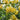 Lonicera 'Scentsation' (Honeysuckle)