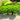 Buxus NewGen® 'Independence' (Boxwood)