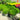 Buxus NewGen® 'Independence' (Boxwood)