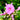Phlox x. Volcano® 'Ruby Volcano'® (Tall Garden Phlox Hybrid)