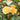 Rosa 'Up Amberness®' (Hybrid Rose)