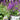 Salvia 'Violet Profusion'