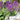 Salvia 'Violet Profusion'