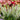 Salvia nem. 'White Profusion'