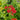 Achillea 'Desert Eve™ Red' (Yarrow)