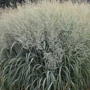 Grass Panicum Niagara Falls