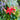 Passion Vine Red Teepee