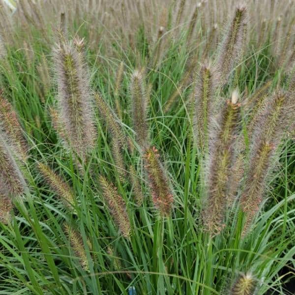 Pennisetum WorryFree 'Cayenne' – Chelsea Garden Center