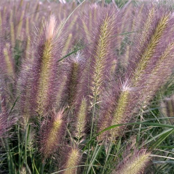 Pennisetum WorryFree® Hush Puppy™