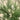Pennisetum 'Little Bunny' (Ornamental Grass: Fountain) OVD