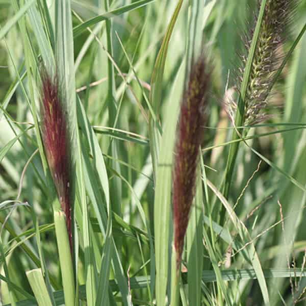 Pennisetum ‘Red Head’